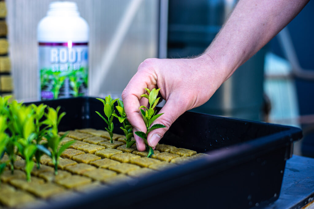 Usage of Hortifit Rootstarter